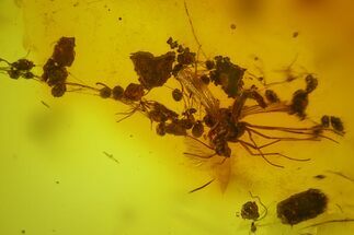 Fossil Fly, Coprolites, and Spider Webs in Baltic Amber #207518