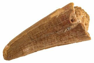 Cretaceous Fossil Crocodile Tooth - Morocco #208247