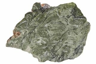 Polished Stromatolite (Baicalia) Slab - Australia #208189