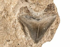 Shark Tooth Squalicorax Tooth in display box Geological gift. S.V.F 