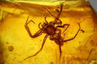 Large, Detailed Fossil Spider (Araneae) in Baltic Amber #207526