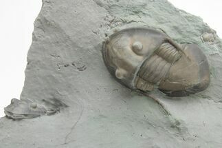 Two Isotelus Trilobites - Mt Orab, Ohio #208440