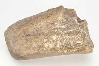 Cretaceous Bony Fish (Thryptodus) Rostrum - Kansas #208325