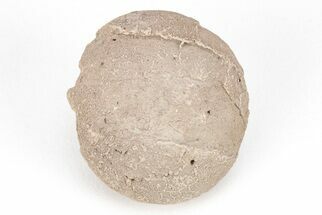 Oligocene Aged Fossil Turtle Egg - Wyoming #208353