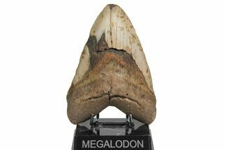 Massive, Fossil Megalodon Tooth - North Carolina #208011