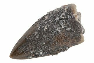 Dimetrodon Tooth - Texas Red Beds #208342