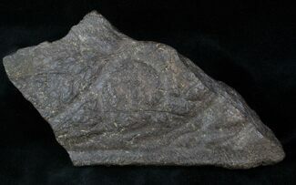 x Triceratops Head Shield Section - Montana #12906