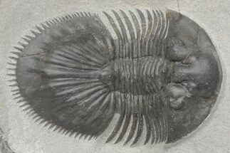 Thysanopeltis Trilobite - Boudib, Morocco #208953