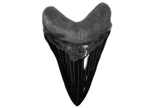 Realistic, Carved Obsidian Megalodon Tooth - Replica #209234