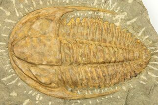 Cambrian Trilobite (Hamatolenus) - Tinjdad, Morocco #209140