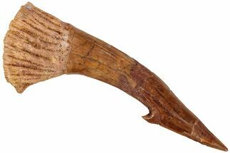 Fossil Sawfish (Onchopristis) Rostral Barb - Morocco #208892