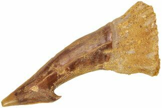 Fossil Sawfish (Onchopristis) Rostral Barb - Morocco #208912