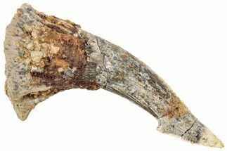 Fossil Sawfish (Onchopristis) Rostral Barb - Morocco #208914