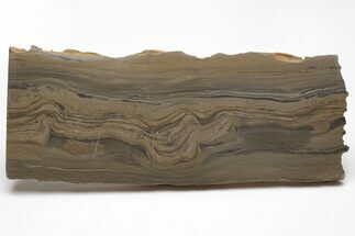 Devonian Stromatolite Slice - Orkney, Scotland #207390