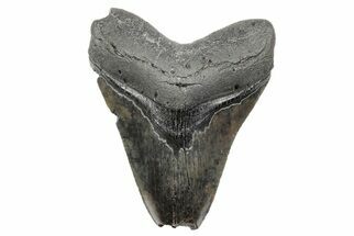 Bargain, Fossil Megalodon Tooth - Serrated Blade #207930