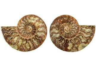 Cut & Polished, Agatized Ammonite Fossil - Madagascar #206753