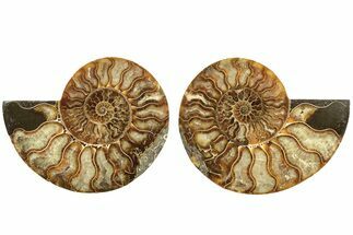 Cut & Polished, Agatized Ammonite Fossil - Madagascar #206757
