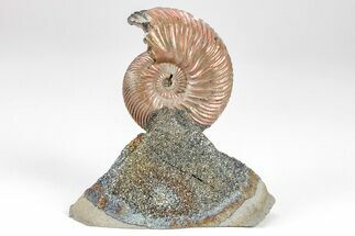 Iridescent, Pyritized Ammonite (Quenstedticeras) Fossil Display #209439