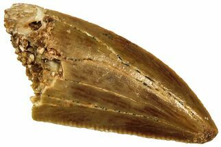 Serrated, Raptor Tooth - Real Dinosaur Tooth #208267