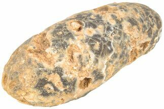 Fossil Seed Cone (Or Aggregate Fruit) - Morocco #209754