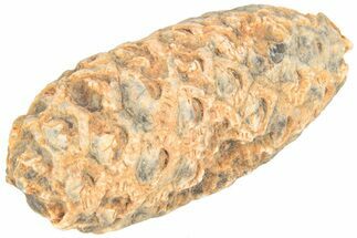 Fossil Seed Cone (Or Aggregate Fruit) - Morocco #209765
