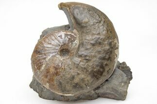 Iridescent Hoploscaphites Ammonite Fossil - South Dakota #209699