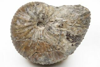 Cretaceous Hoploscaphites Ammonite Fossil - South Dakota #209701