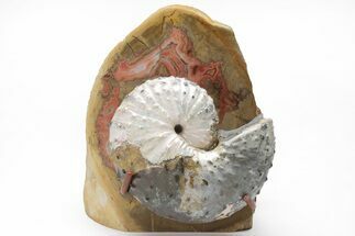 Iridescent Ammonite w/ Fairburn Agate Stand - South Dakota #209705