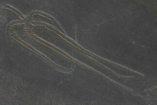 Two Devonian Pyritized Brittle Stars (Furcaster) - Bundenbach, Germany #209877