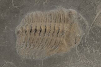 Pyritized Trilobite (Chotecops) Fossil - Bundenbach, Germany #209894