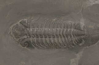 Pyritized Trilobite (Chotecops) Fossil - Bundenbach, Germany #209902