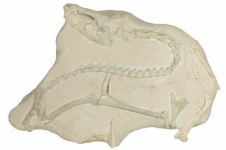 Articulated Fossil Camel (Poebrotherium) - Wyoming #210177