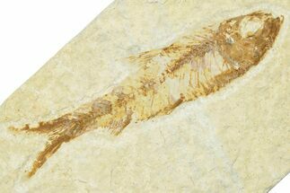 Fossil Fish (Knightia) - Wyoming #210055