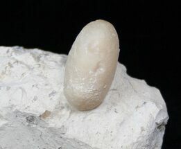 Eocene Aged Fossil Snake Egg - Bouxwiller, France #12964