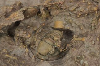 Dalejeproetus Trilobite With Microfossils - Lghaft, Morocco #210262