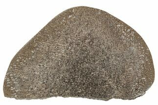 Polished Iguanodon Bone - Isle Of Wight #210344