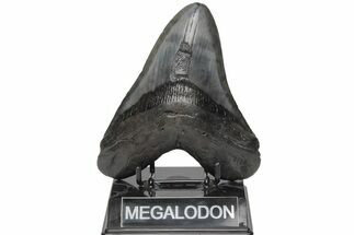 Fossil Megalodon Tooth - South Carolina #210742