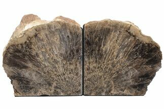 Polished Petrified Featherwood Bookends - Arizona #210841