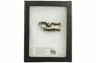 Mammoth Molar Slice with Case - South Carolina #207596