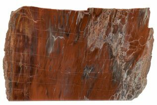 Petrified Wood For Sale