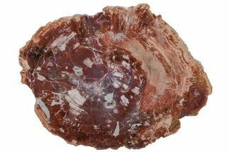 Purple/Red, Arizona Petrified Wood Round - Amethyst Pocket #210878