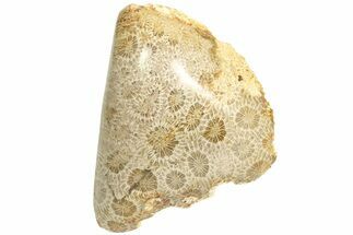 Polished Fossil Coral Head - Indonesia #210907