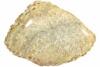 Polished Fossil Coral Head - Indonesia #210951