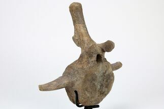 Triceratops Caudal Vertebra on Metal Stand - Wyoming #211081