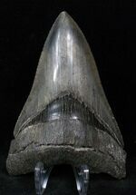 Razor Sharp Lower Megalodon Tooth #13030