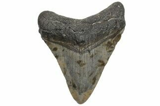 Juvenile Megalodon Tooth - North Carolina #210130