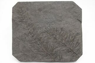 Fossil Pennsylvanian Horsetail (Asterophyllites) Plate - France #211125