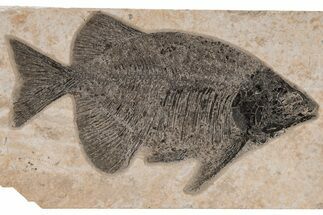Impressive, Fish Fossil (Phareodus) - Wyoming #211170