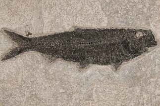 Detailed Fossil Fish (Knightia) - Wyoming #211173