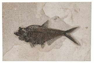 Detailed Fossil Fish (Diplomystus) On Large Stone - Wyoming #211182